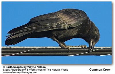 Black Crow