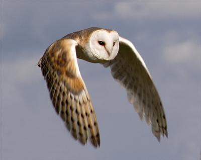 Barn Owl