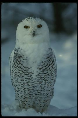 Snow Owl