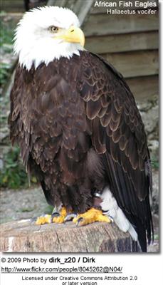 Bald Eagle