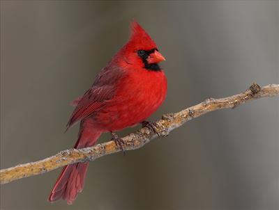 Cardinal (Red Chest)