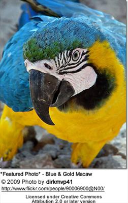 Blue and Gold Macaw