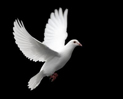 Dove (Christmas Special)