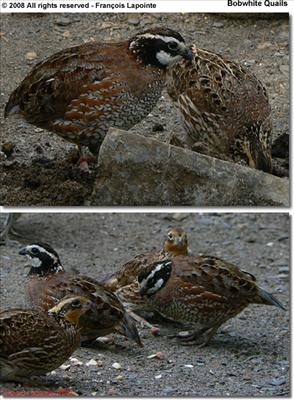 Bobwhite