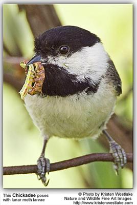 Chickadee
