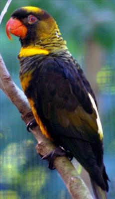 Dusky Lory (Halloween Special)