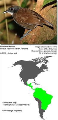 Ant Bird