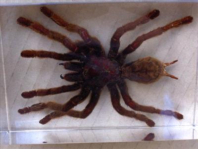 scary spider