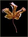 Crumpled Leaf