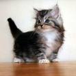 Kitten