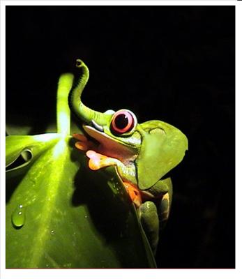 Elefrog