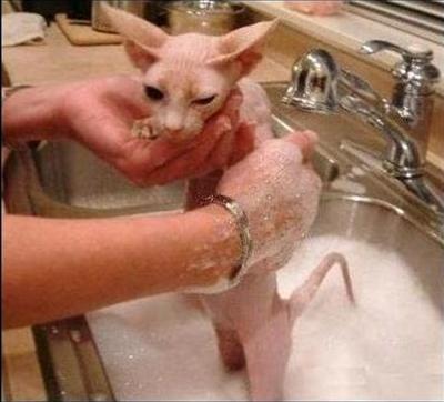 A Nice, Bald, and Very Wet, \"Kitty\" all for you