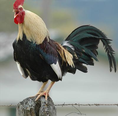 A Young, and Big, \"Rooster\" all for you. COCK-ADOODLEDOO