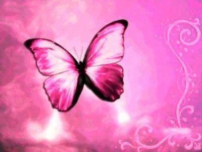pink butterfly