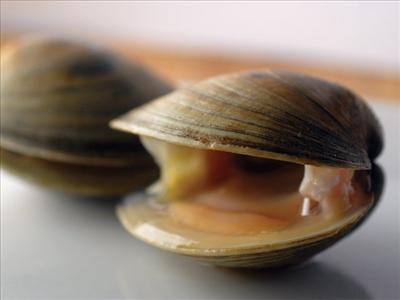 cherrystone clams