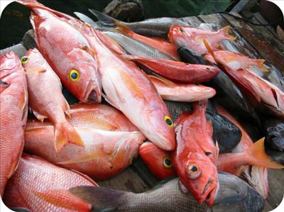 red snapper
