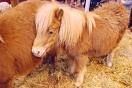 Poney ?