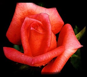 CORAL ( Mercan )