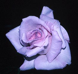 PURPLE ( Mor )