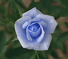 BLUE ( Mavi )