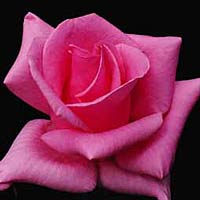 DARK PINK ( Koyu Pempe )