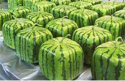 Square WaterMelons