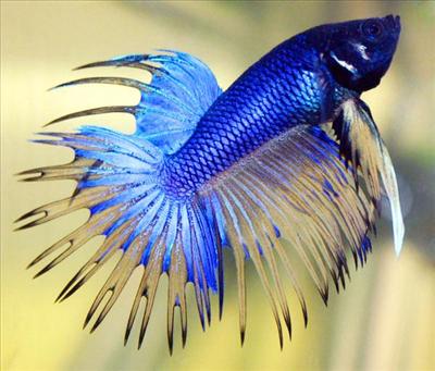 Fish