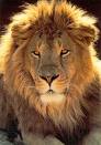 aslan