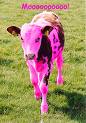 cute cow
