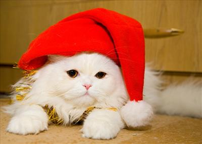 kedi