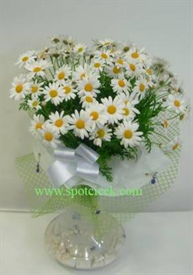 papatya demeti