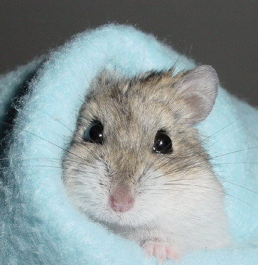Hamster