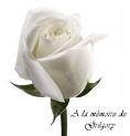 Rose <3