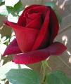 Rose rouge