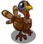 Baby Turkey