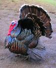 TURKEY