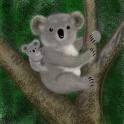 koala