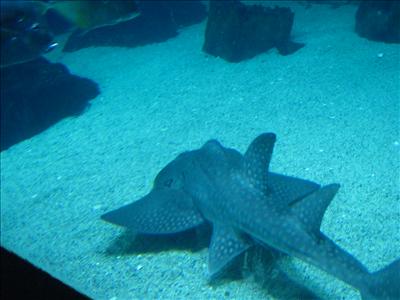 shark