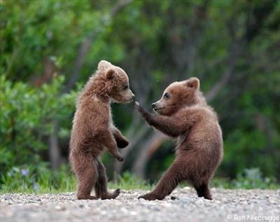karate bears