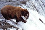 pet bear
