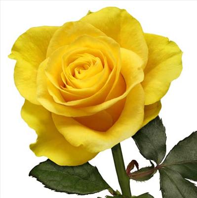 RoSe of PeacE