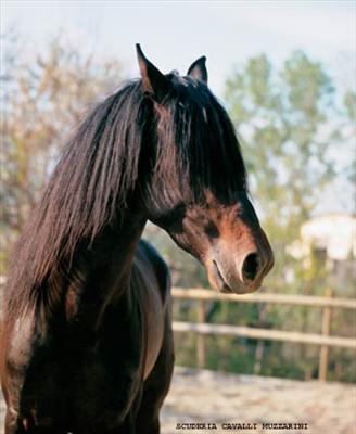 Alaska, il cavallo di Beciani