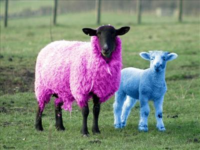 Pecore Fluorescenti