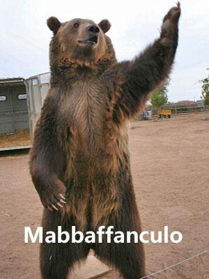 Orso arrogante
