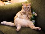 Happy Cat