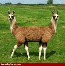 Twice A Llama