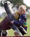 Footy Llama