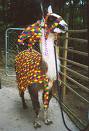 Spotty Llama