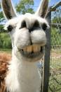 Smiley Llama