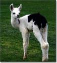 QT Llama